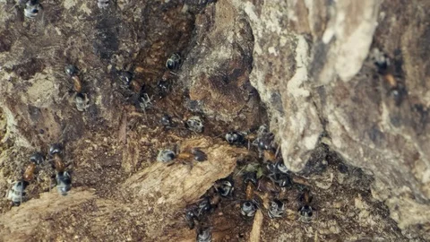 A colony of ants on a tree trunk. Super macro – 60fps Stock Footage 113485663