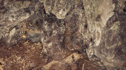 A colony of ants on a tree trunk. Super macro – 60fps Stock Footage 113485682