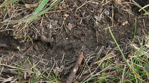 Colony of Ants at Work HD Video stock 40713160