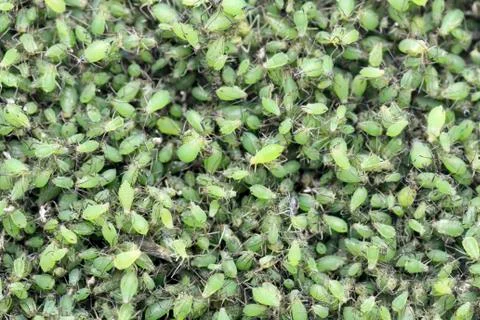 Colony of Aphid Foto stock