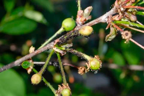 Colony aphids on the cherry Stock Photos