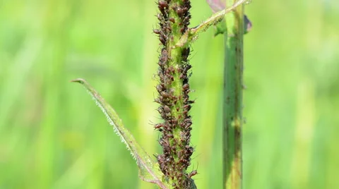 The colony of aphids on the stem of a plant close up. Stock Footage 50719089