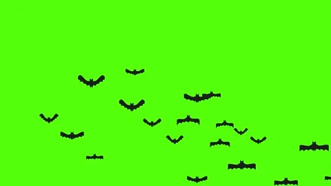 Colony of bats in flight passing through the frame on green screen. Stock Footage 311365578