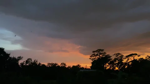 A Colony of Bats Flying Around At Dusk Eating Bugs In Tampa, Florida. Wide Shot Stock Footage 314651605
