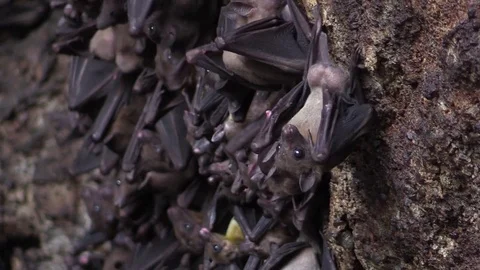 Colony of bats Video stock 81532984