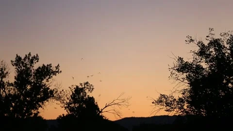 Colony of Bats Take Flight at Sunset in Sparks Nevada Stock Footage 133311758