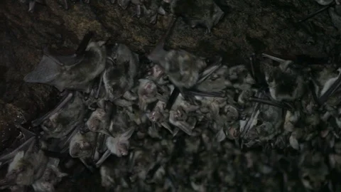 Colony of Bats in their Cavern Stock Footage 108843920