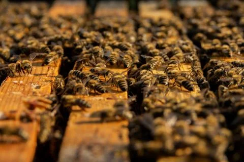 Colony of bees on bee frames Stock Photos