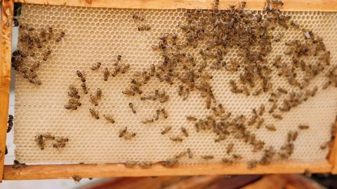 Colony of bees crawling on the beehive frame with honeycomb honey. Stock Footage 163989577