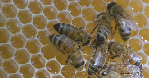 A colony of bees crawling on the frame with honeycomb in real time. A bee swarm 스톡 동영상 140036758