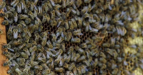 A colony of bees crawling on the frame with honeycomb in real time. A bee swarm Stock Footage 140037567