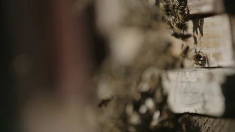 Colony of bees 動画素材 95976244