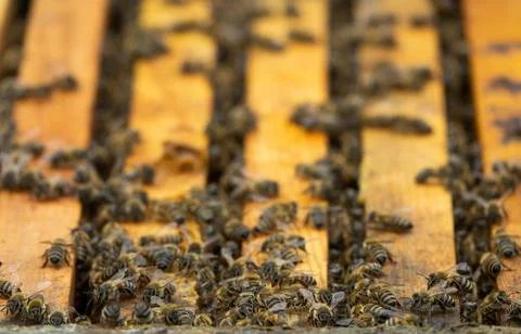 Colony of bees on hive frames. Stock Photos