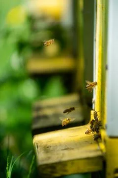Colony of bees on hive frames. Stock Photos