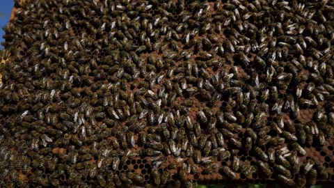 Colony of bees on honeycomb in apiary, beekeeping. Wooden frame with honeycom Stock Footage 243209813