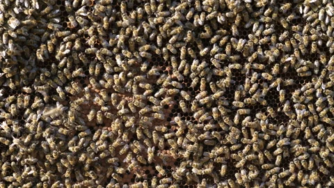 Colony of bees on honeycomb in apiary, beekeeping. Many bees on honeycombs Stock Footage 244765764