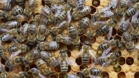 Colony bees on honeycomb in apiary, beekeeping. Many bees on honeycombs, macro Stock Footage 249627293