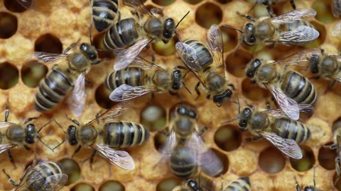 Colony bees on honeycomb in apiary, beekeeping. Many bees on honeycombs, macr Stock Footage 260334026