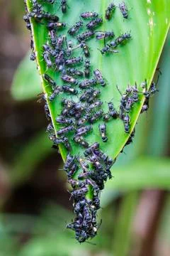 Colony of bees on a large leaf in Costa Rica Stock Photos