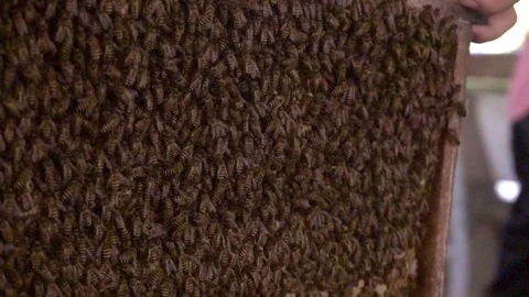Colony of bees in the Mekong Delta 스톡 동영상 81415073