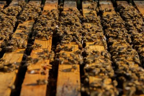 Colony of bees at work in the hive Stock Photos