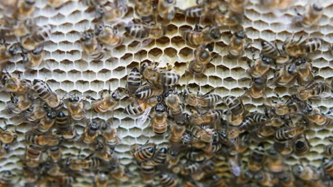 Colony of bees working in a hive. Stock Footage 108842557