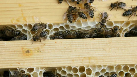 Colony of bees working in a hive. Stock Footage 108842795