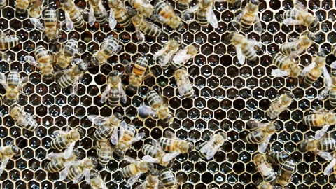 Colony of bees working in a hive. Stock Footage 108843236