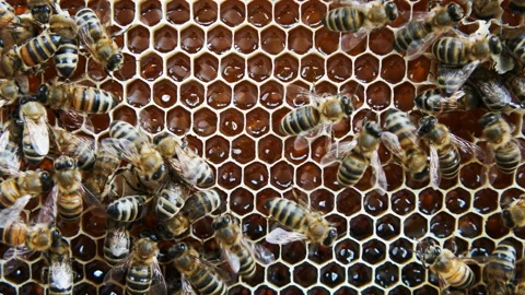 Colony of bees working in a hive. Stock Footage 108843406
