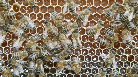 Colony of bees working in a hive. Stock Footage 108843596