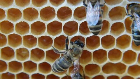 Colony of bees working in a hive. Stock Footage 108843989