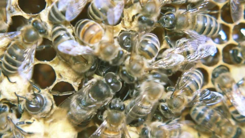 Colony of bees working in a hive. Stock Footage 109400578