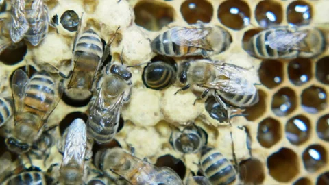 Colony of bees working in a hive. Stock Footage 109400687