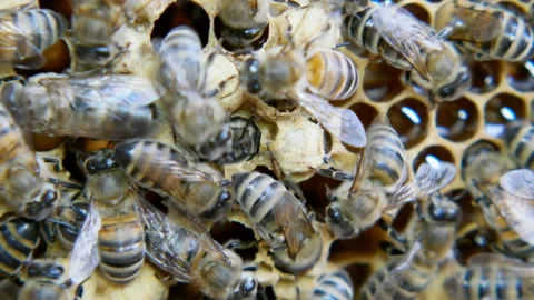 Colony of bees working in a hive. Stock Footage 109400844