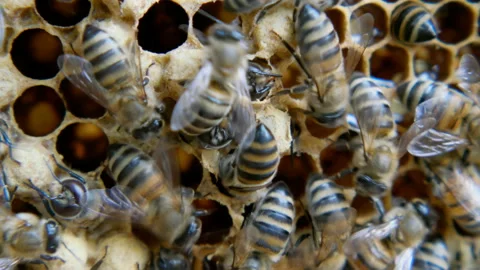 Colony of bees working in a hive. Stock Footage 109400987