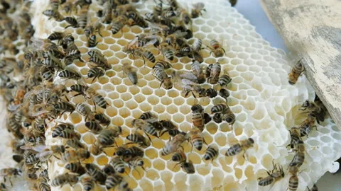 Colony of bees working in a hive. Stock Footage 109401774