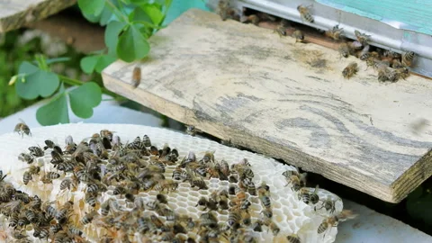 Colony of bees working in a hive. Stock Footage 109402079