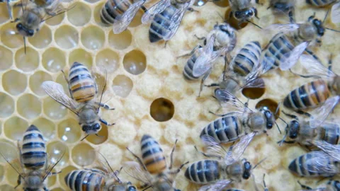 Colony of bees working in a hive. Stock Footage 110154872