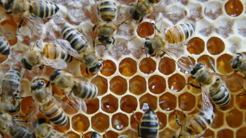 Colony of bees working in a hive. Stock Footage 110155464