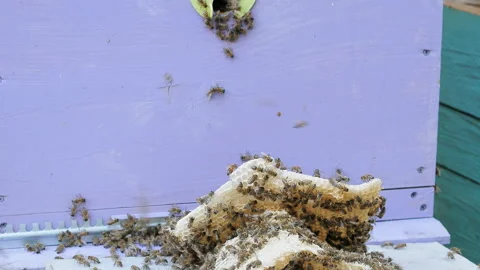 Colony of bees working in a hive. Stock Footage 110159238