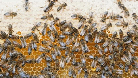 Colony of bees working in a hive. Stock Footage 112184167