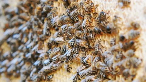 Colony of bees working in a hive. Stock Footage 112184438
