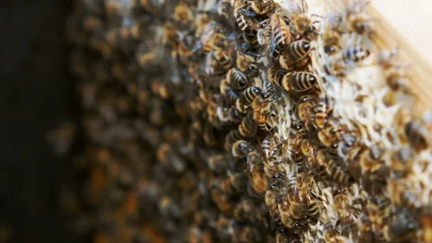 Colony of bees working in a hive. Stock Footage 112186152