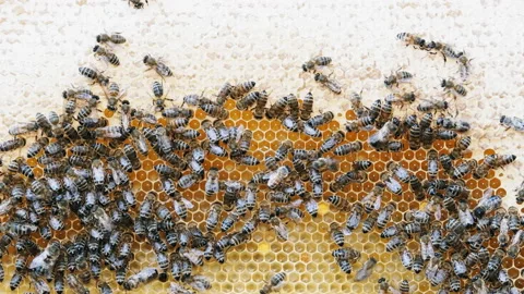 Colony of bees working in a hive. Stock Footage 112488695