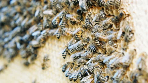 Colony of bees working in a hive. Stock Footage 112489479