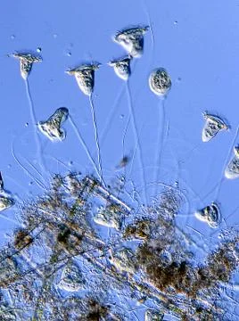 Colony of bell animals under the microscope 100x Stock Photos