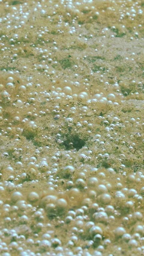Colony of benthic single-celled algae synthesis tiny oxygen bubbles that Stock Footage 327973997