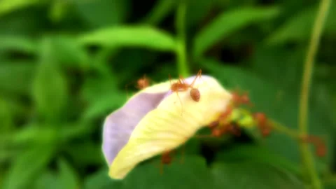 Colony of big red ants looking for food on a flower Stock Footage 209513051
