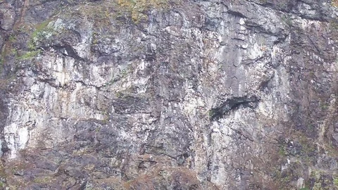 Colony of birds Stock Footage 92171122