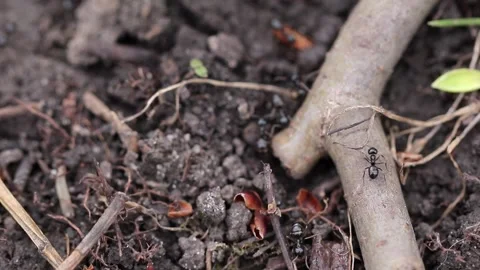 Colony of black ants crawled on the ground, tree branches and leaves. Macro Video stock 169454841